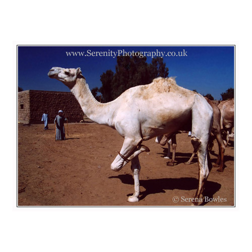 A camel with one leg tied at a market in Egypt